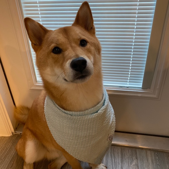 Meet your Posher, Tony - Picture 1 of 1